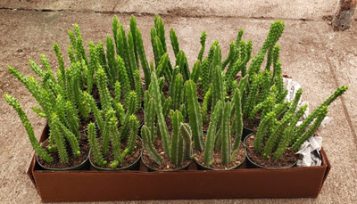 Stapelia